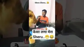 मेरा शेरू 🥵#funny #lion #trending #filter #challenge #comedy #shorts #viral #voice #reels #love #yt