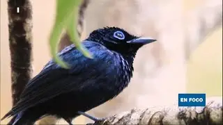 El bosque primario de Santo Tom&eacute;, una joya de biodiversidad que hay que preservar