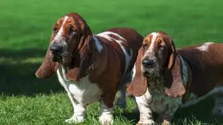 10 Interesting Facts About Basset Hounds