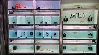 Arowanas and Exotic Fish at Pets N More