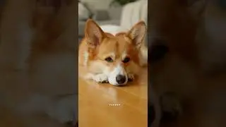 (EP1)Corgi Analyst vs Tabby Cat Investor (Before Market Open)