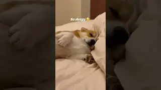 So sleepy, can&rsquo;t even get up 🐶🐾 #corgi #dogaffection #corgilove #dog