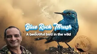 Discover the SECRET World of Blue Rock Thrush #bluerockthrush #wildlifebirds #naturedocumentary