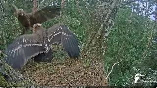 Uldis atnes divus medījuma putnus / Uldis brings two birds LDF Mazais ērglis, ligzda bērzā