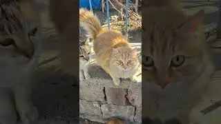 Canlıyayın #kedi #salı #cats #katze #gato #asmr #बिल्ली #猫 #dua #destek #keşfet #merhamet