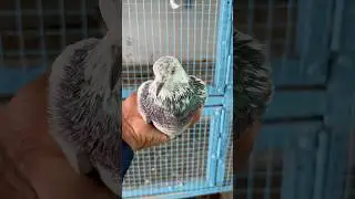 Vicky bhai ko 3rd Time Kabutar diye CHOPDA ke liye M.9975143897 Call for branded pigeon