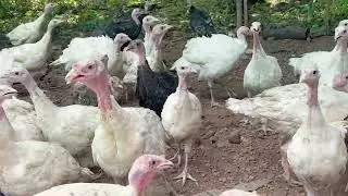 ടർക്കി കോഴികളെ വളർത്തിയാൽ വരുമാനം ഉറപ്പ് Turkey Chicks #poultry #chicken #foodneateries