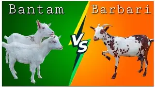 Barbari or Bantam ? | Barbari Price and Bantam Price? l Kaun si breed pale ? Detail information