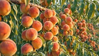 How Peaches Are Grown for Heavy Harvest  From Soil to Peak Ripeness