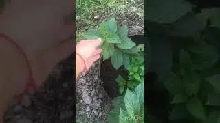 Посадка мет.гортензии 🌸в открытый грунт🪴