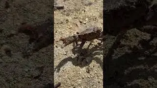 Catching crab by hand #Amazing#highlights #seafood