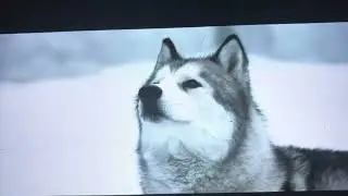 Eight Below The Dog&rsquo;s Search For Food  