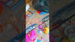HOARDER or COLLECTOR?