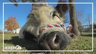 Mini cows bringing big mental health benefits