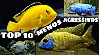 OS 10 CICL&Iacute;DEOS AFRICANOS MENOS AGRESSIVOS