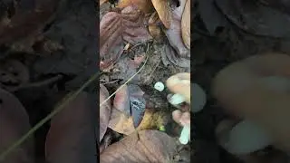 50kviews Local Mushroom 🍄 in ghorahi Dang #nature nature #shortvideo #nepal #travel #youtubeshorts