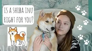 Is A Shiba Inu Right For You?
