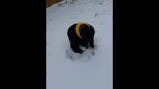 Marcel Exploring in the Snow