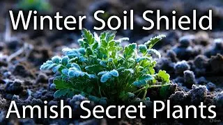 5 Secret Amish Plants That Will Protect Your Garden Soil This Winter