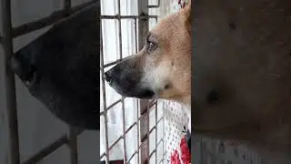 Meet My Busy Guard Dog #shorts #ytshorts #leo #dbrownmixstudio #dog #guard