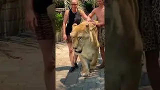 This lion is calm 🤗😜🐅