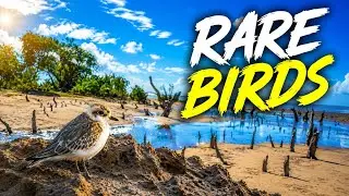 This hidden island is full of Shorebirds!