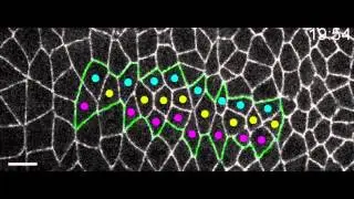 Germ band extension in Drosophila