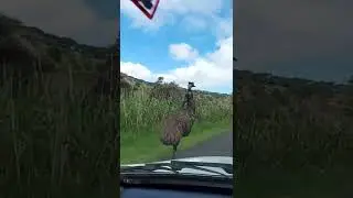 Running EMU #shorts