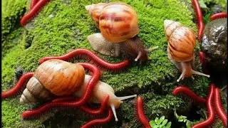 Life in Miniature : Exploring Millipede & Snail Ecosystems Up Close #millipede #TerrariumEcosystems