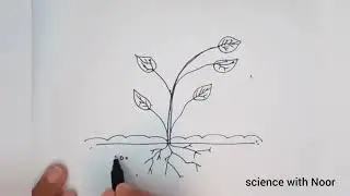 Photosynthesis |Food making process in plants| Class 7 science | label Diagram #youtube #viral #yt