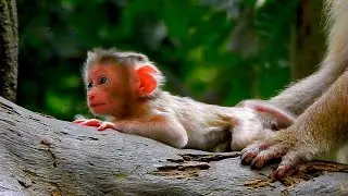 Life Lessons: Learning from the Unique Personalities of Baby Monkeys RINA