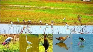 Beautiful Kolleru Bird Sanctuary - Eluru - West Godavari - AP - ComeTube Exclusive Video