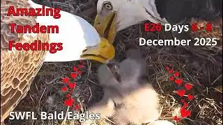 Wow! Beautiful Tandem Feedings!😍 Bald Eaglet E26 Is Fed by Both Parents🥰 Day 6 to Day 8