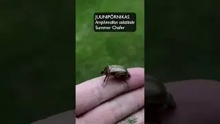 Juunip&otilde;rnikas (Amphimallon solstitiale; Summer Chafer; European June Beetle) - Eesti elurikkus