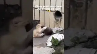 Cuando tienes un trabajo algo difícil 😹🤣 #viralvideo #funny #cat #gatos