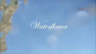 LOST HARBOURS | WATERFLOWER | MESTA