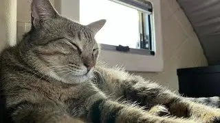 海南岛旅居生活，99的铁锅到货还不错，溜猫做饭忙忙活活又一天