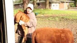 Milking Scarlett, a first time Irish Dexter Freshener