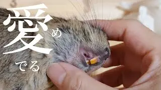 デグーを撫で回す