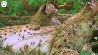 Video extra: Newborn lynx cubs