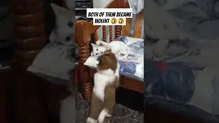 Playing with pets 😁 #cat #dog #shorts