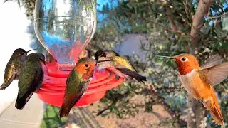美しいハチドリの餌やり映像です。🐦⚡