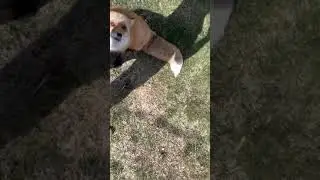Why you can&rsquo;t eat food around a red fox