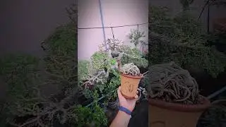 #ConceptPRO🌲🌲🌲#Bonsai_By_PRO🌳🌳🌳#BonsaiThailand🇹🇭🇹🇭🇹🇭#Bonsai🌿🌿🌿 #video🌼🌼🌼#hot💐💐💐 #disign🌺🌺🌺