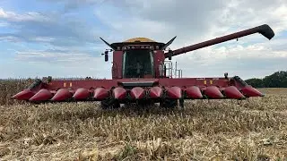 Case IH 8120 combine and 4412 corn head harvesting in Virginia