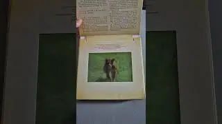 | MAGICAL BOOK | PHOTOCULAR BOOK || SAFARY BOOK #animation #magic #movingphotos #lioness