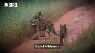 Adopt a Tiger with Born Free
