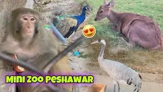 Mini Zoo Bagh E Naran Peshawar | Birds Park Mein Kaam Thy | Park Peshawar 2023 | Khyber Social Tv