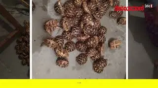 ಸಾವಿರಾರು ನಕ್ಷತ್ರ ಆಮೆಗಳು ಪೊಲೀಸರ ವಶಕ್ಕೆ... Thousands of Star Tortoises seized by police