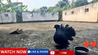 //Authentic indian fantail pigeon mini vlog at village afternoon//#birds #pigeon #youtube 